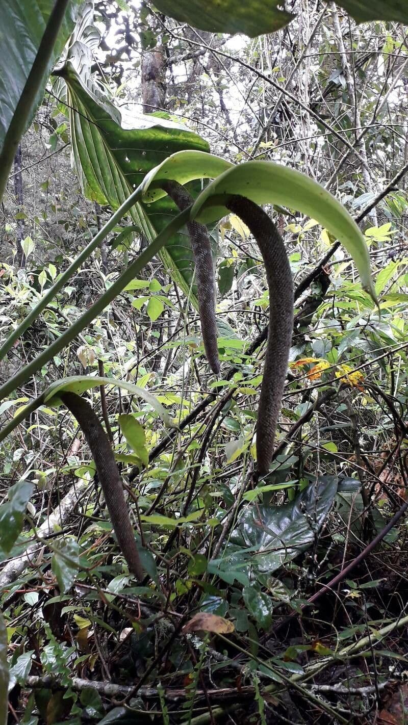 Anturio