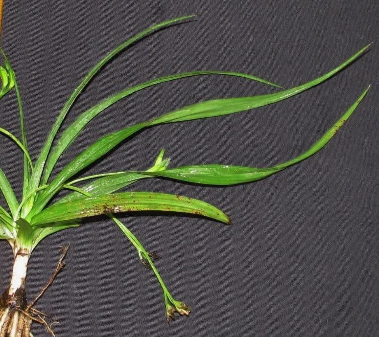 Hypoxis 13