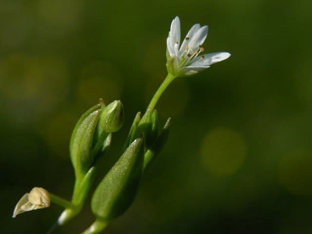 Stellaria carnosa 3