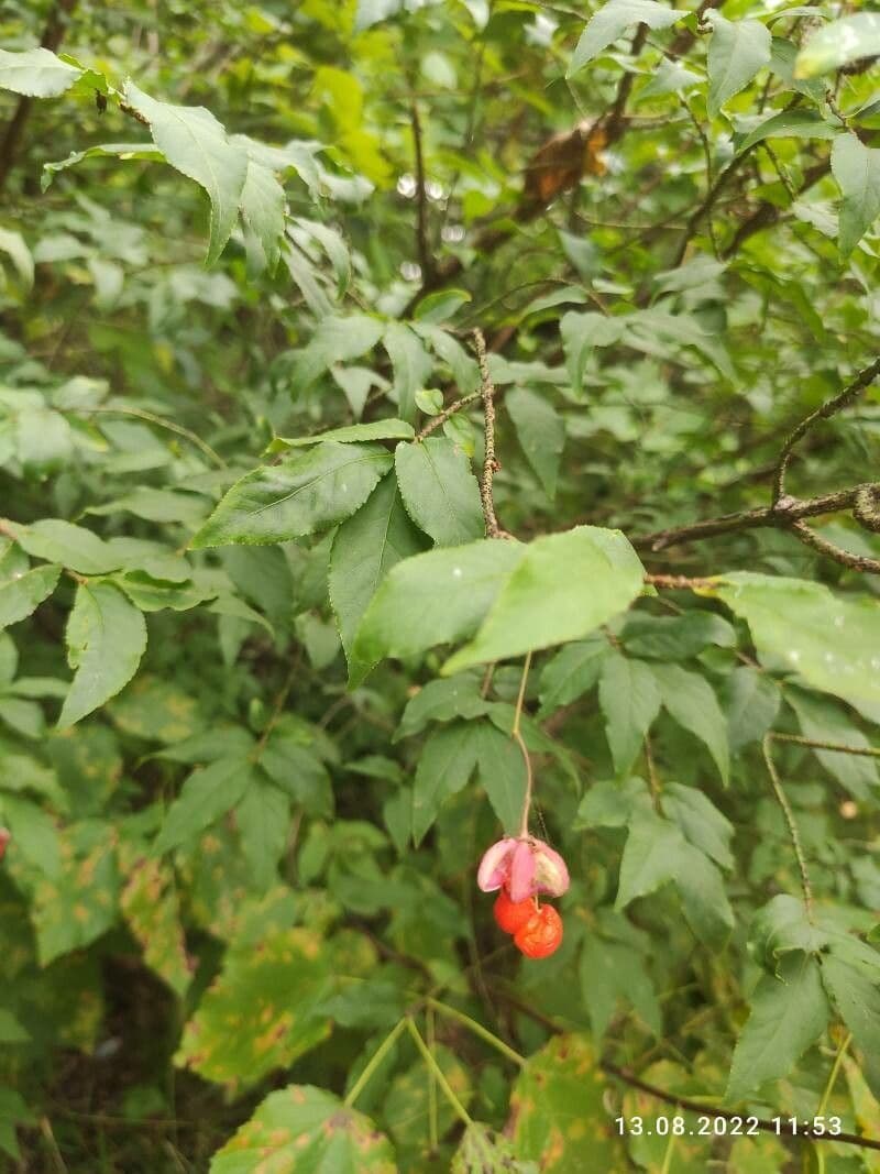 Euonymus 4