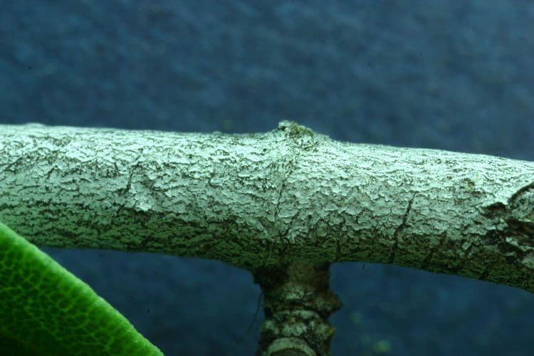 Ceanothus 23