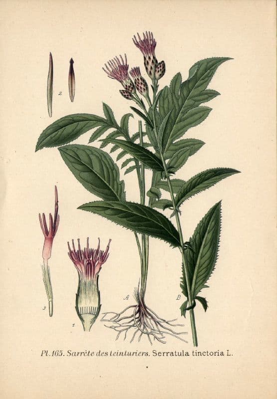Serratula comune 28