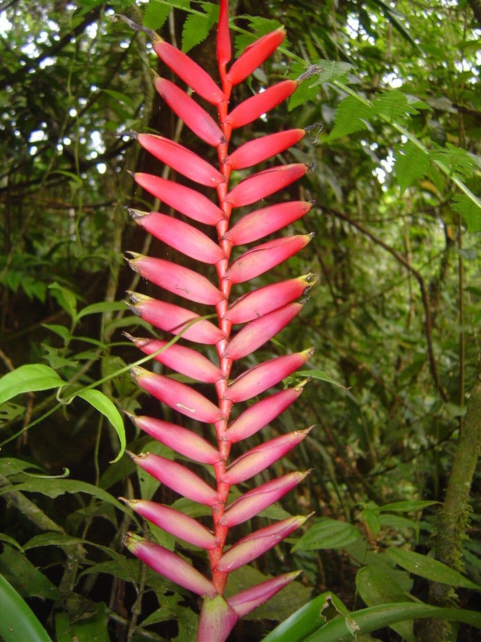 Vriesea 3