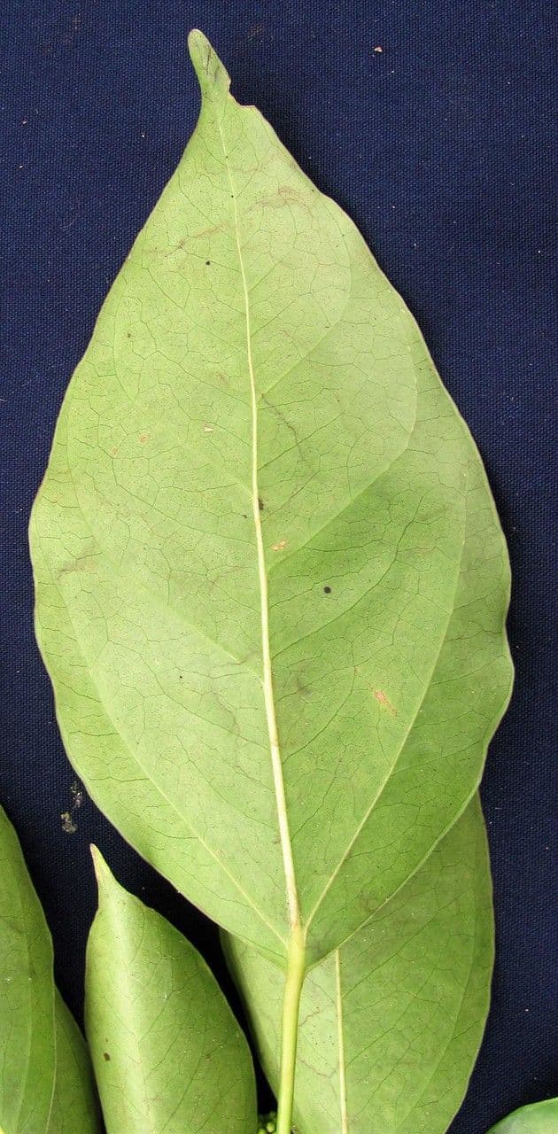 Dendropanax arboreus 24