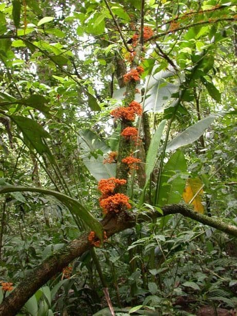 Urera simplex 24