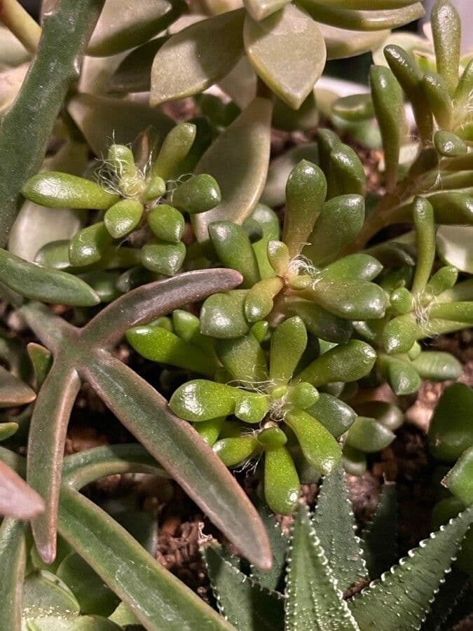 Anacampseros 9