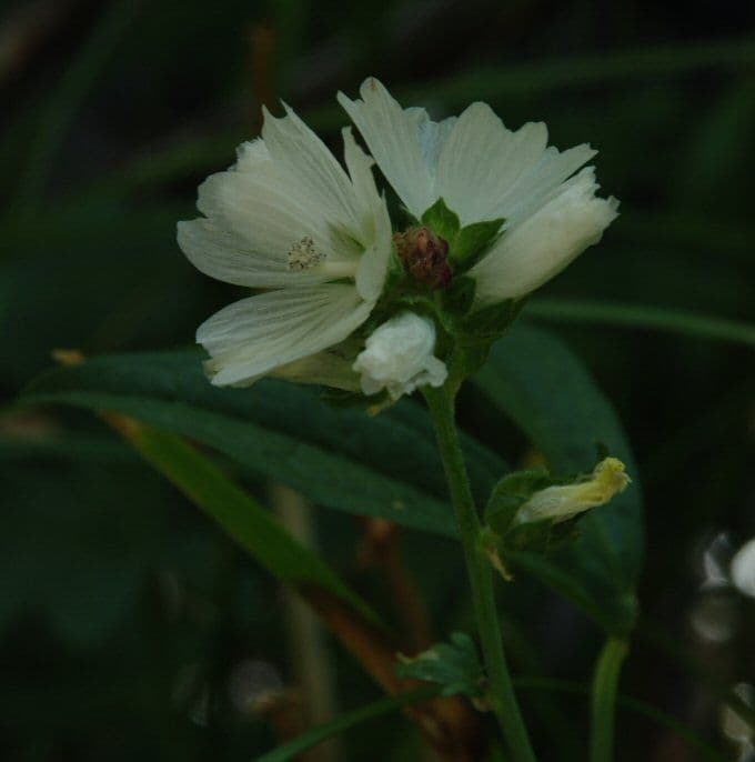 Malva 3