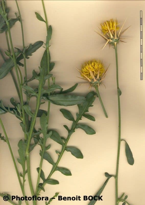 Centaurée ornée 26