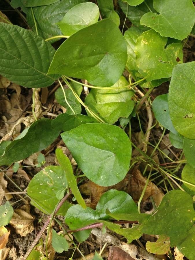 Cissampelos pareira 16