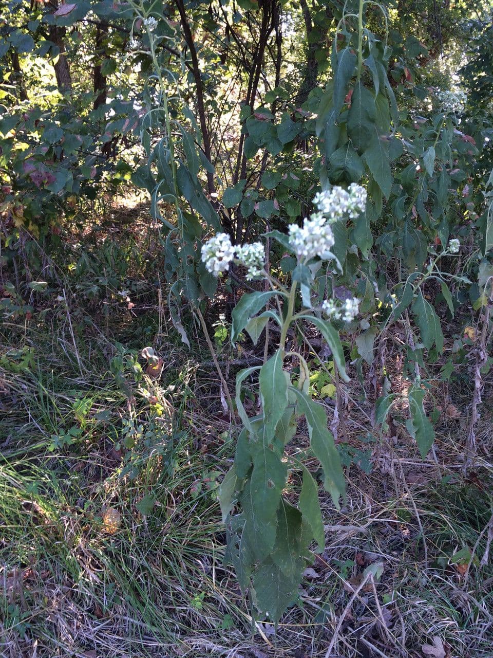 Jungfern-Silberblatt 11