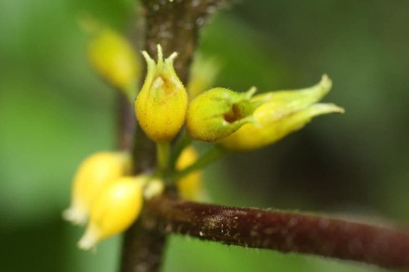Besleria 5
