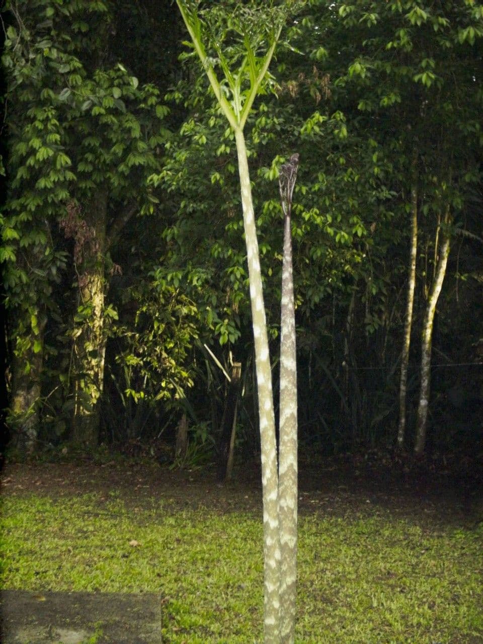Dracontium 11