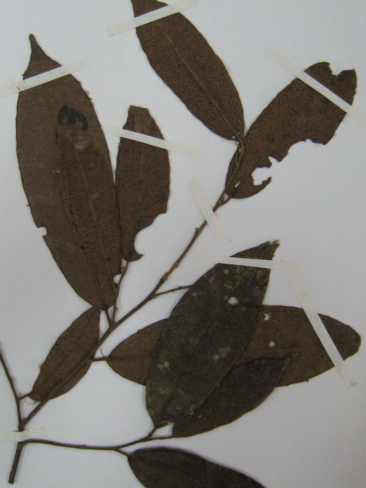 Tapura singolare 4