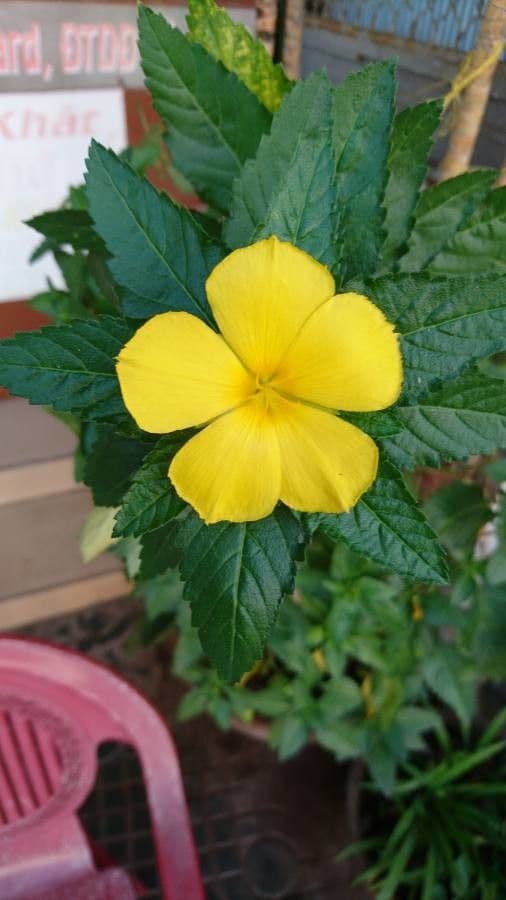 Turnera diffusa 4