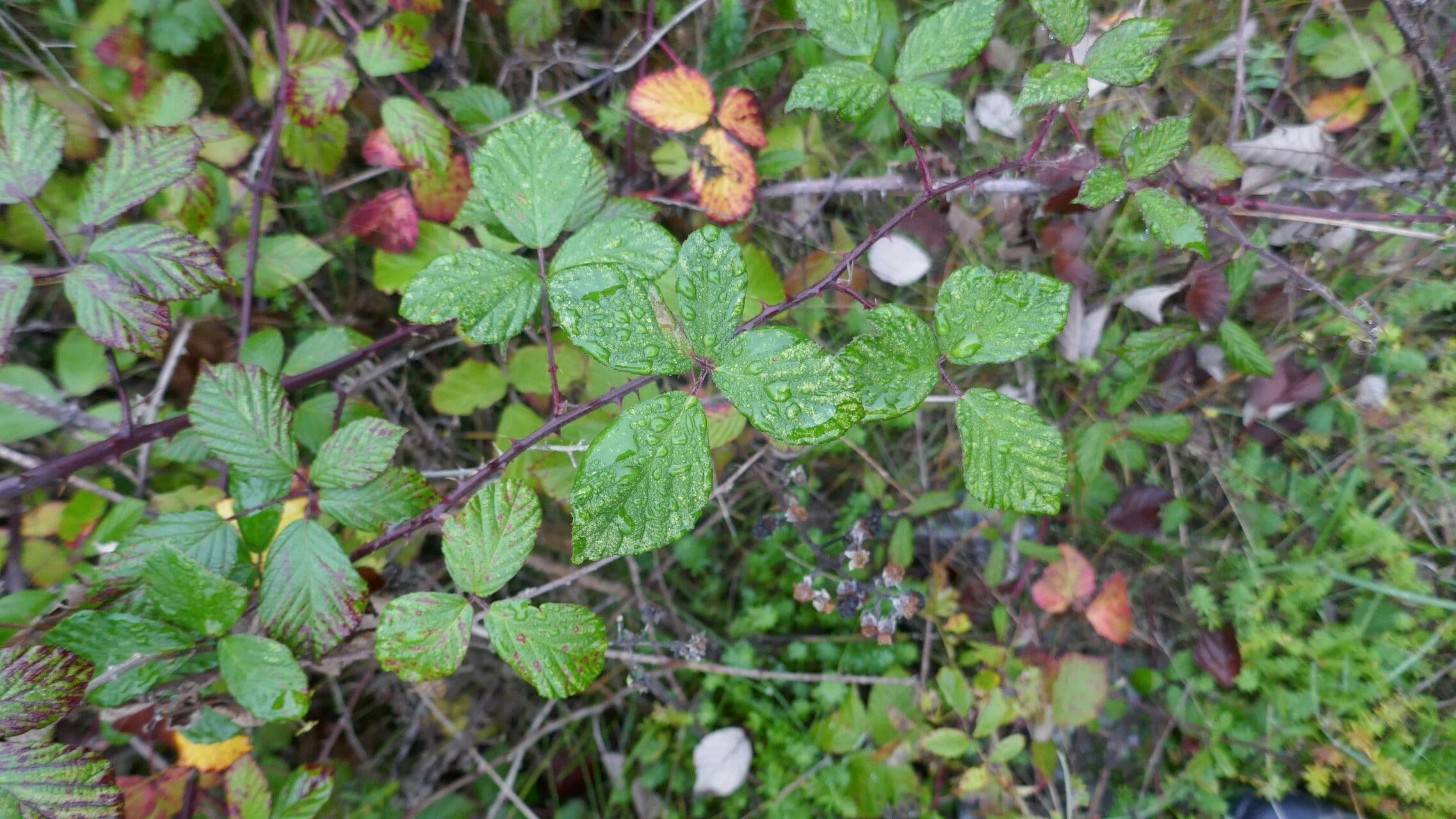 Rovo 6