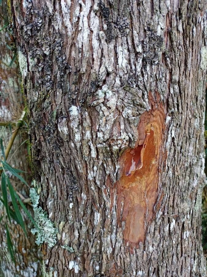 Vismia guianensis 3