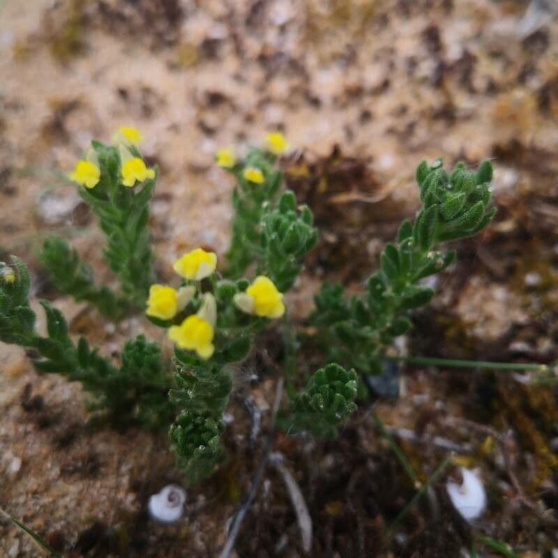 Linaria 9