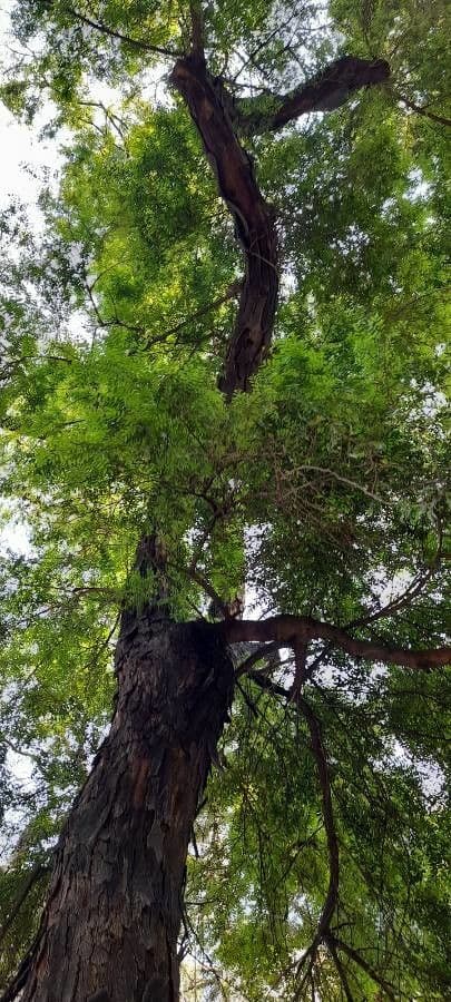 Gleditsia