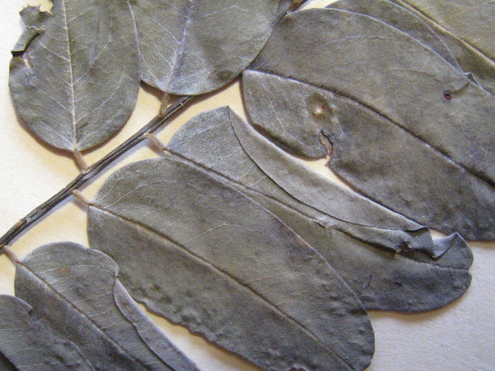 Hymenolobium 3