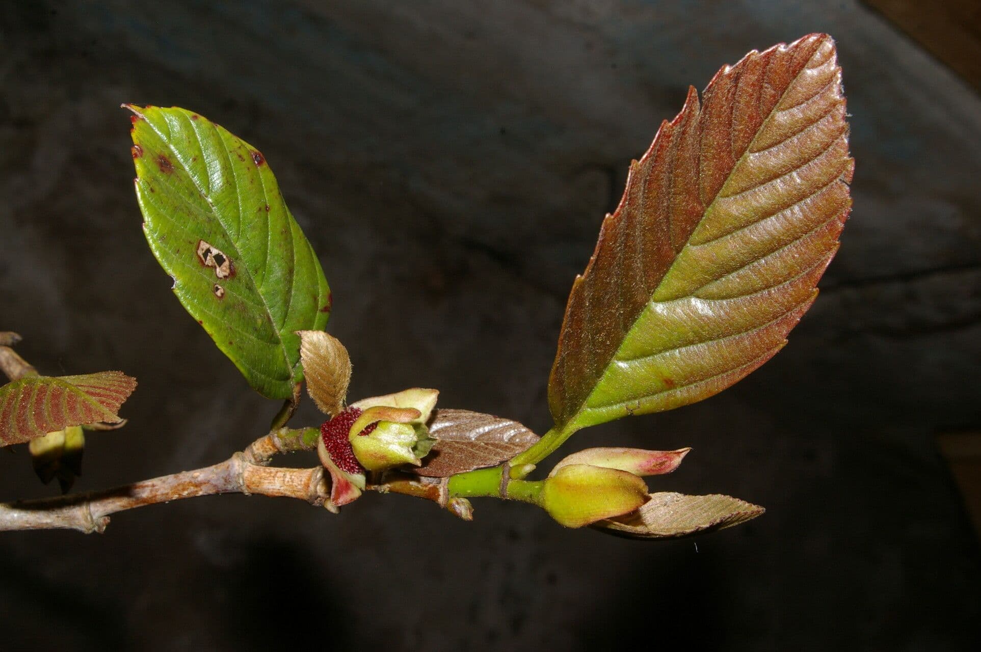 Ticodendron 5