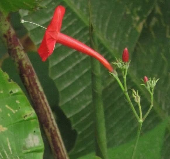 Ipomoea hederifolia 23