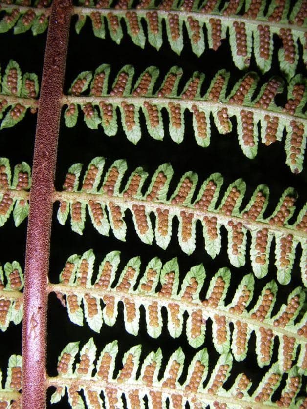 Cybatec 4