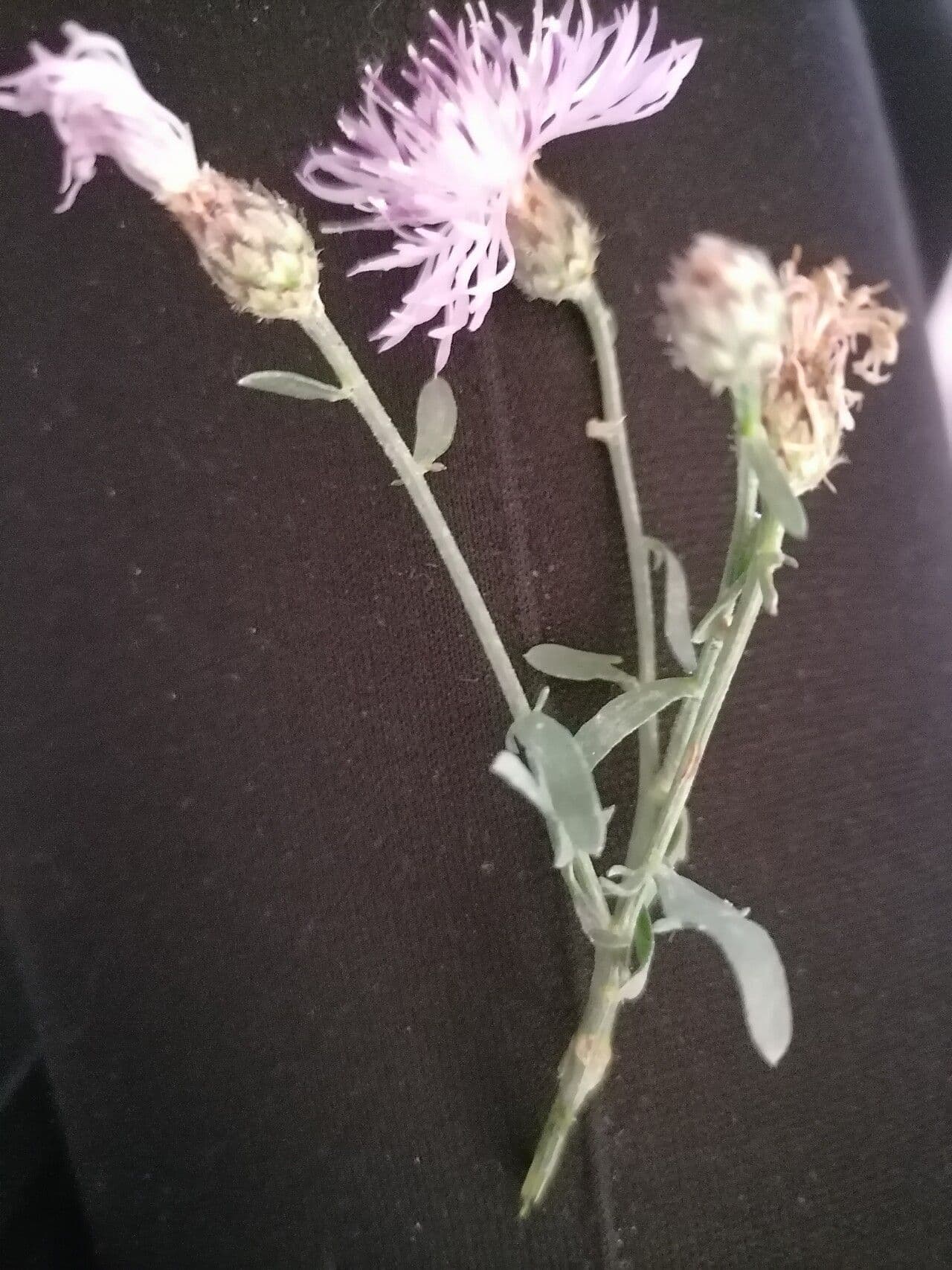 Weiße Flockenblume 10