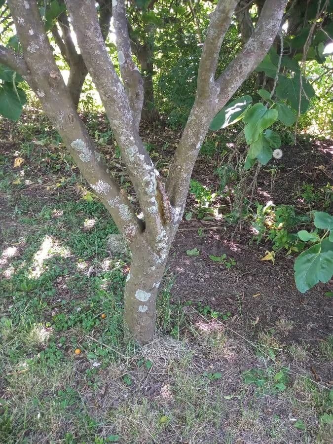 Kummerquats 22