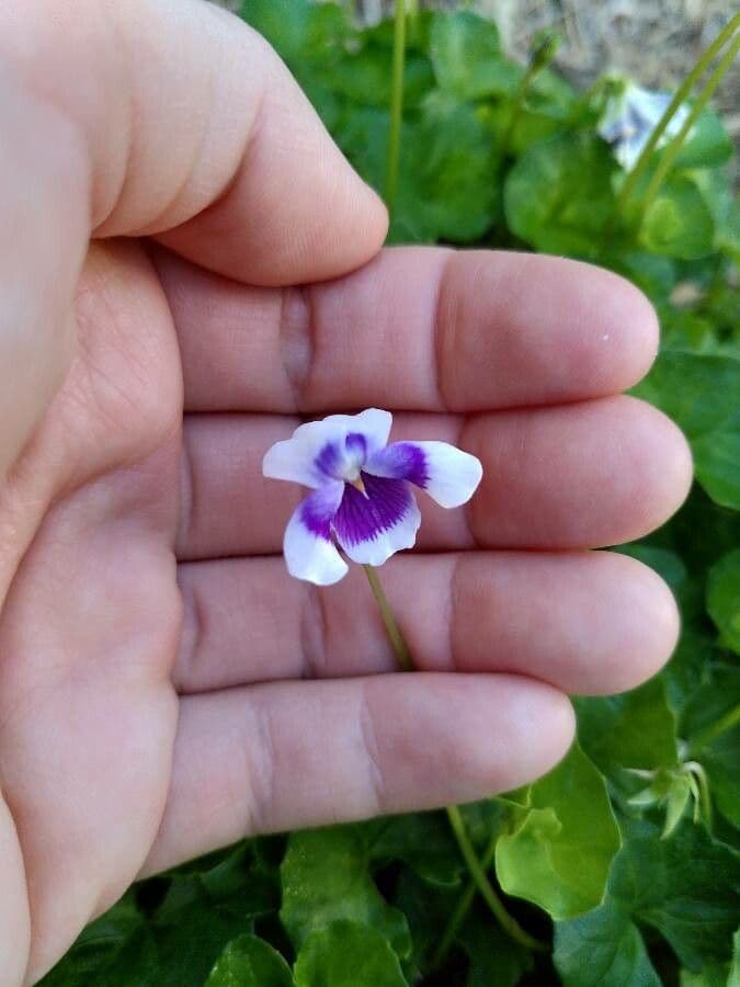 Viola ederacea