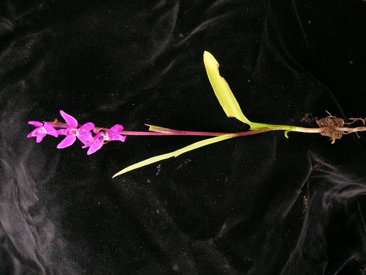 Ponerorchis chusua 3
