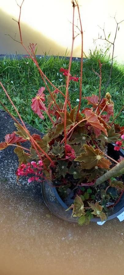 Begonia cucullata 11