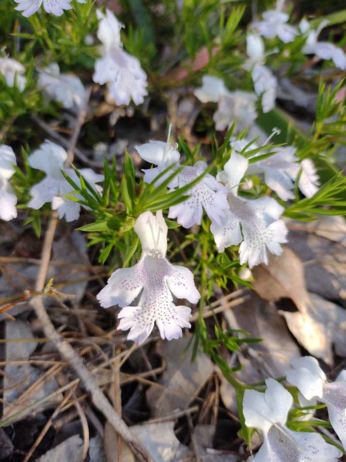 Hemiandra 2