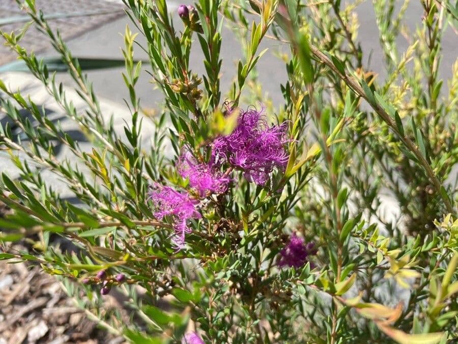 Melaleuca timo 4