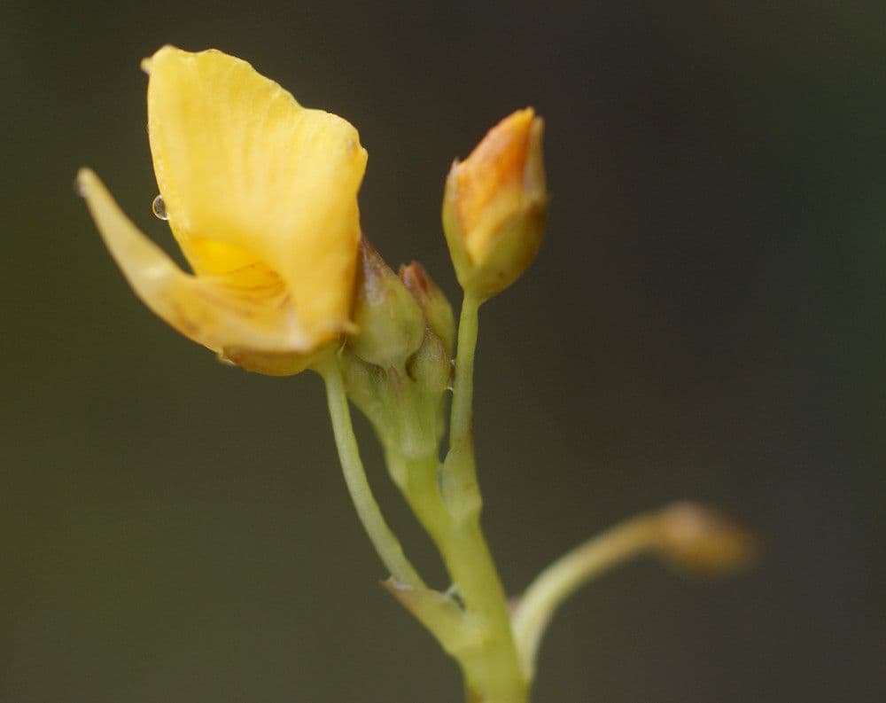 Utricularia foliosa 5