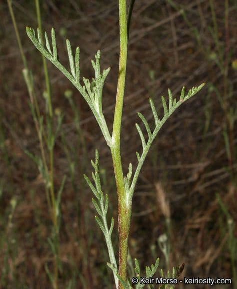 Chaenactis glabriuscula 3