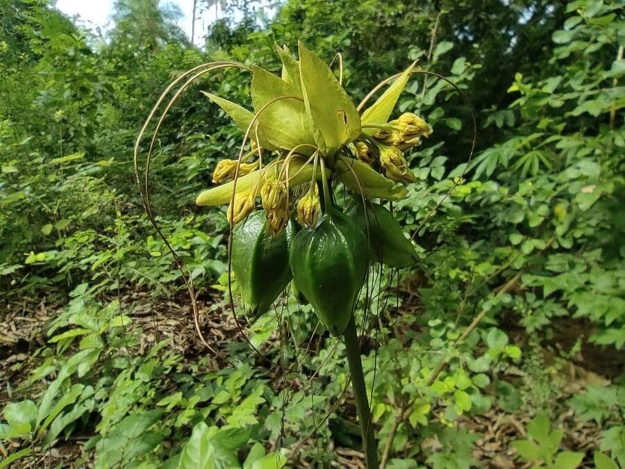 Východoindický arrowroot 2