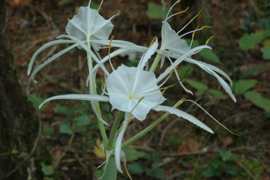 Hymenocallis 3