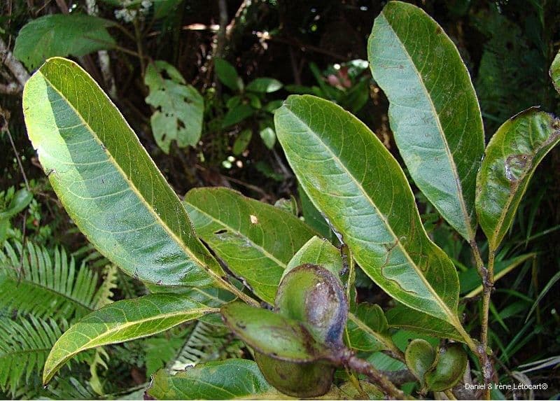 Guioa 5