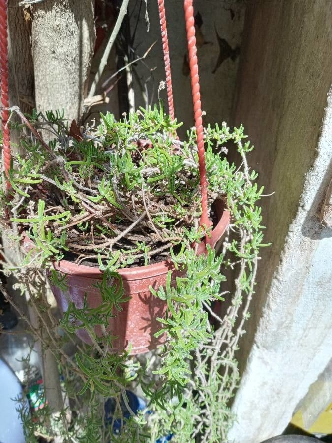 Drosanthemum fleuri 12