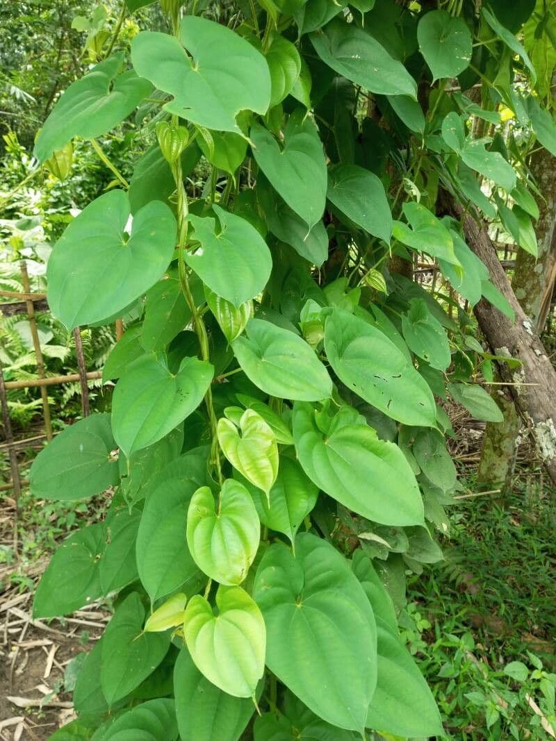 Yzom 4