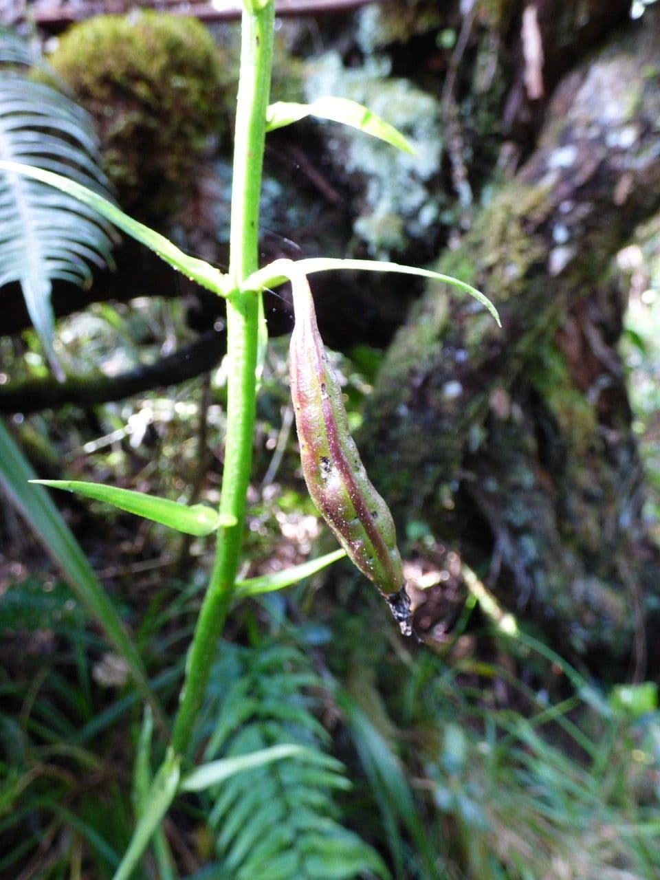 Calanthe silvatica