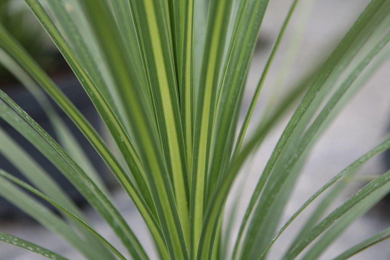 Cordyline 17
