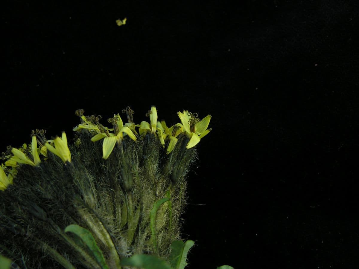 Soroseris 2