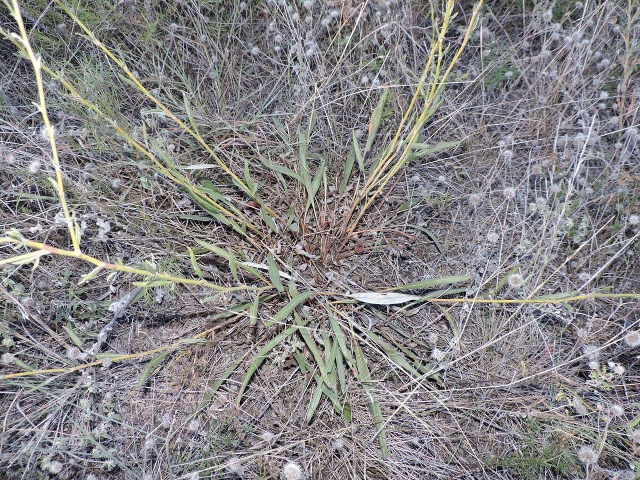 Langblättrige Wildbuchweize 2