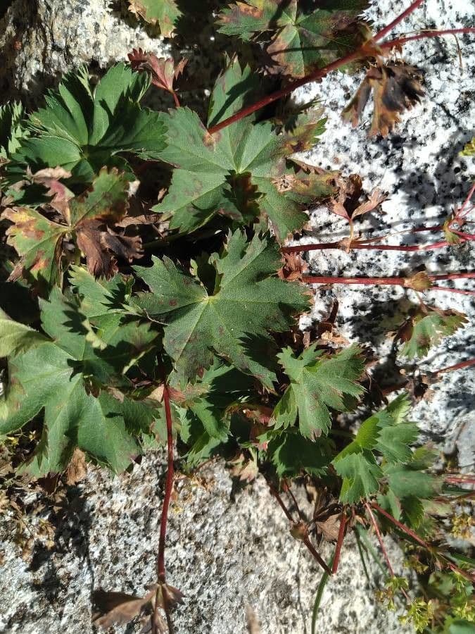 Alchemilla fissa 12