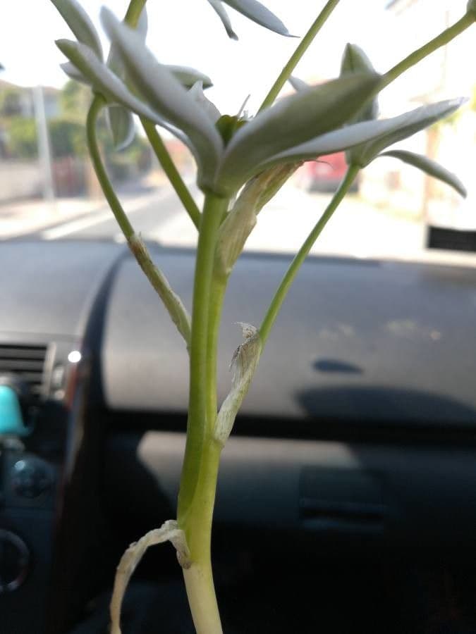 Dolden-Milchstern 25