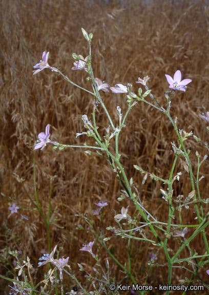 Saltugilia 7