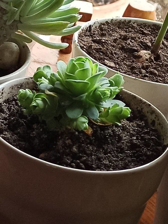 Aeonium 8