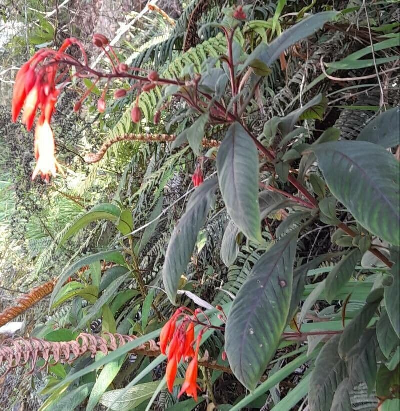 Fuchsien 13