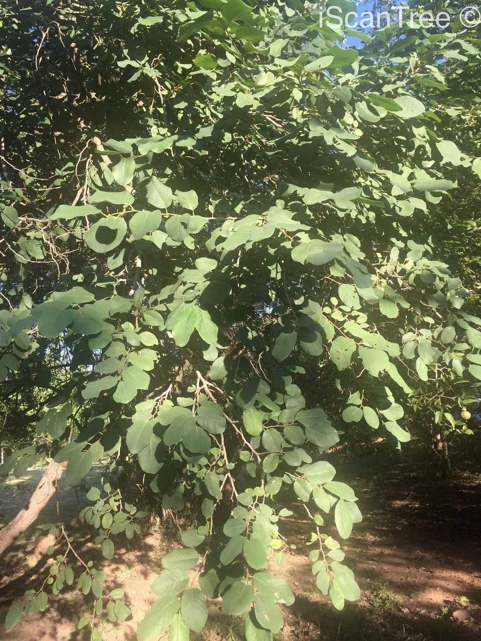 Annona senegalensis 12